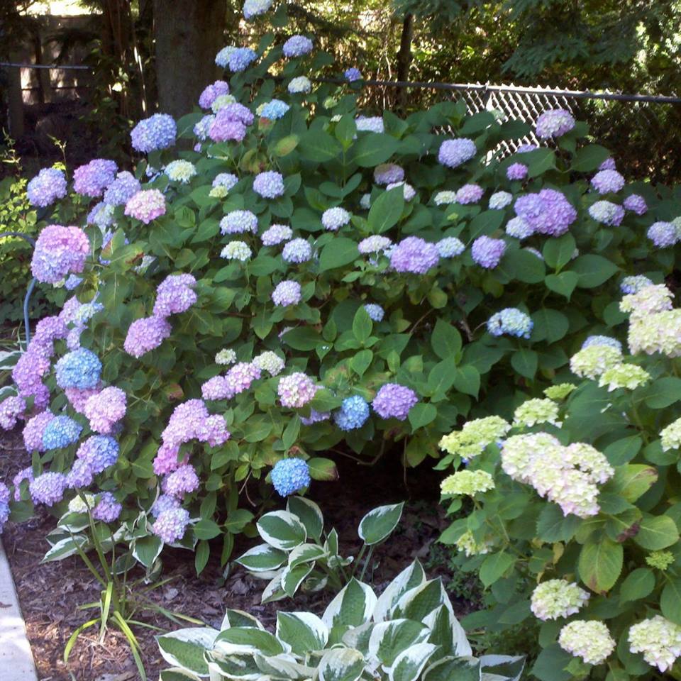 Mil Hurley’s program will be “Hydrangea, Old & New.