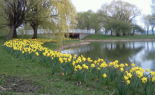 65,000 daffodil have been planted on Belle Isle by the WNFGA-Michigan Division. Photo: DetroitHub