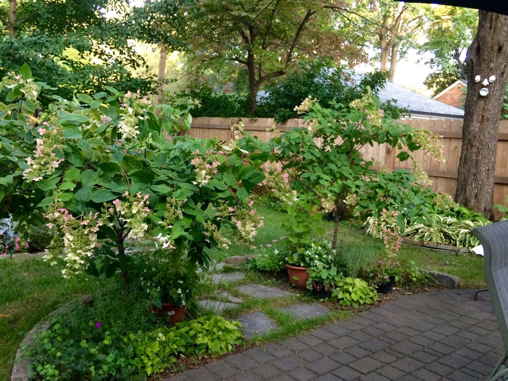 A pair of weeping oak leaf hydrangea in Sheila’s garden.