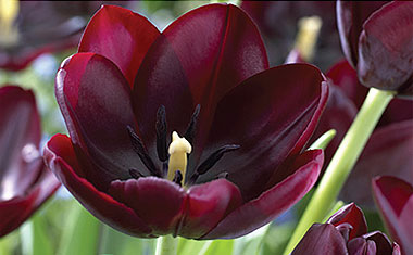 Cafe Noir Tulip