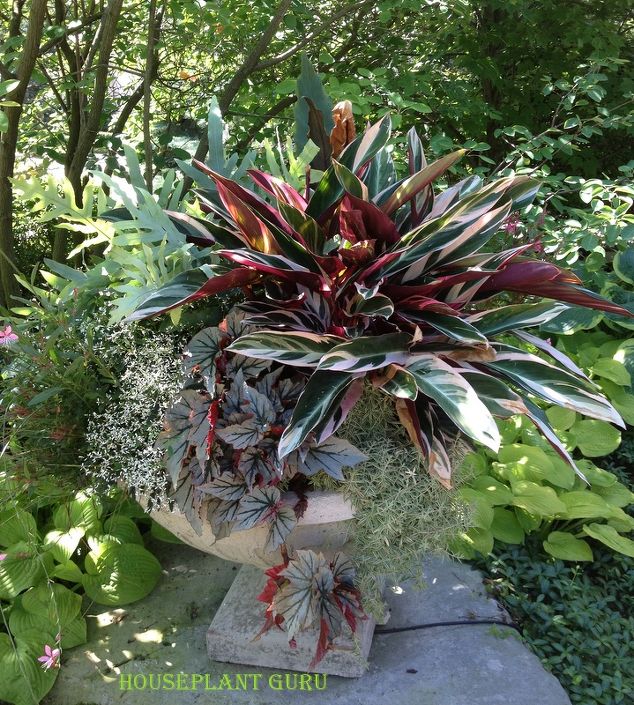 By Lisa, an outdoor container which makes good use of plants usually considered houseplants.