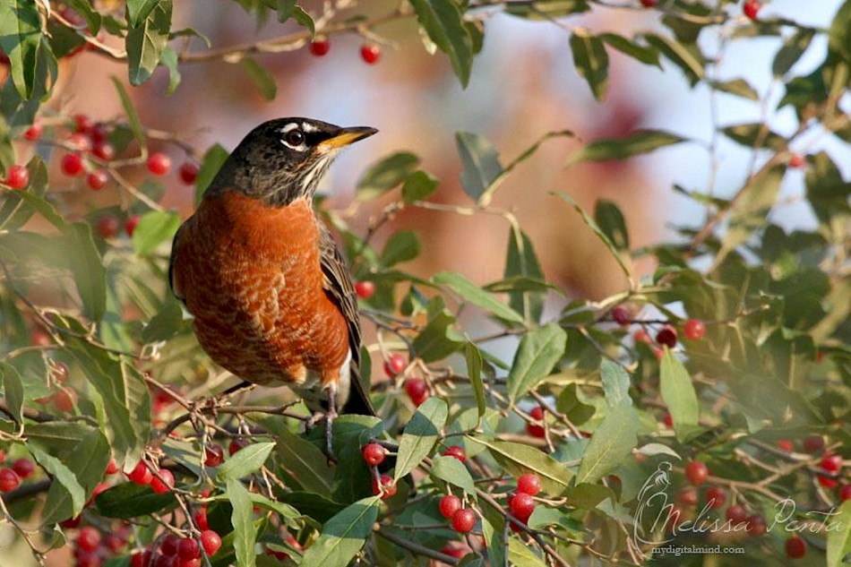 American-Robin-Melissa-Penta-New-York-950x633